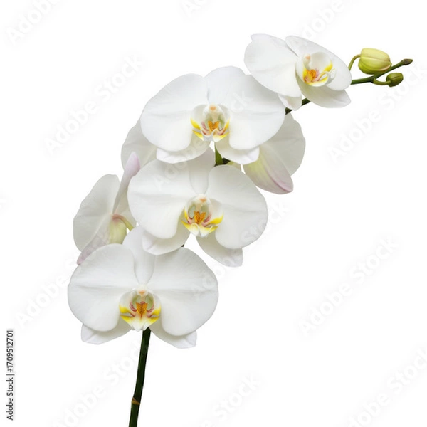 Fototapeta White orchid stem isolated on white on transparent background