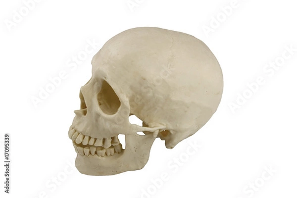 Obraz Human skull model