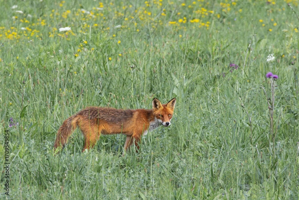 Fototapeta red fox curious about the camera