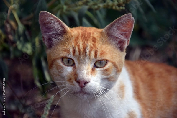 Obraz Домашние животные (Кошки)