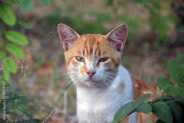 Obraz Домашние животные (Кошки)