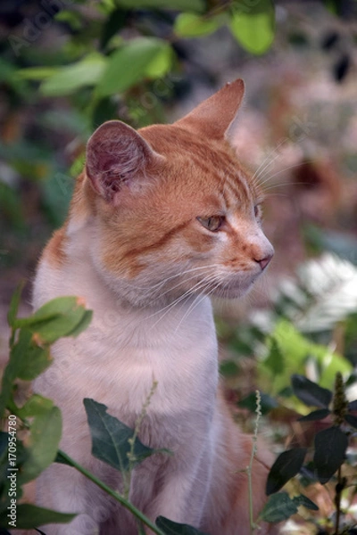 Obraz Домашние животные (Кошки)