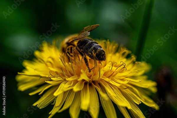 Fototapeta Bee on yellow dandelion in natural environment
Bee collecting pollen on a yellow dandelion in a natural environment with detailed features.
