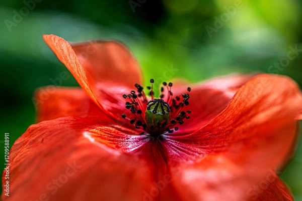 Fototapeta Red poppy in bloom with natural background
Red poppy in bloom with natural background and vibrant colors.
