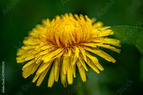 Fototapeta Yellow dandelion in full bloom with natural light
A yellow dandelion in full bloom with emphasis on natural colors.
