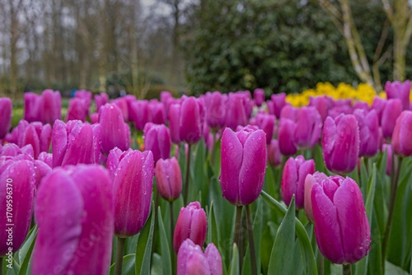 Obraz Keukenhof