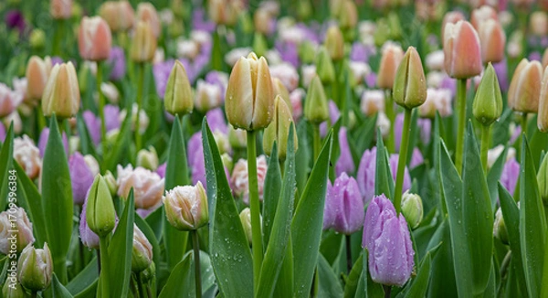 Obraz Keukenhof