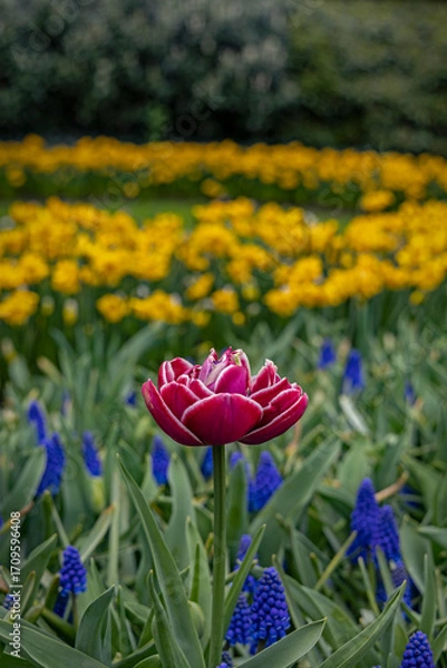 Obraz Keukenhof