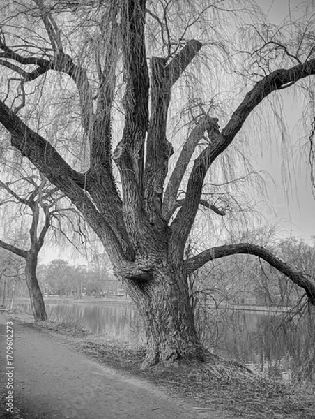 Obraz tree in the park