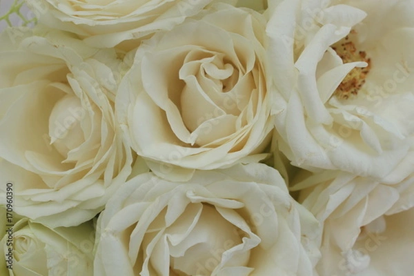 Obraz This is the bloom of white roses close up