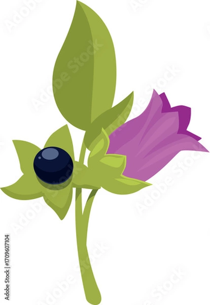 Fototapeta Branch of belladonna or atropa belladonna, showing flower, leaves and ripe deadly berry