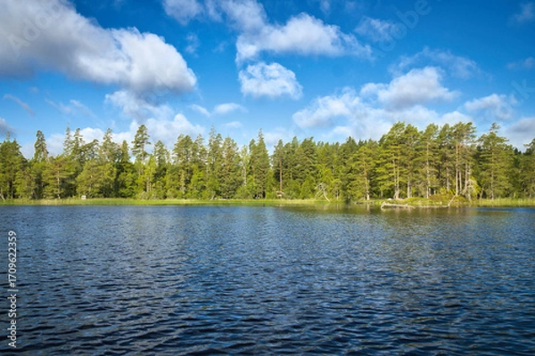 Fototapeta Swedish lake with forest reflection under blue sky on a sunny day