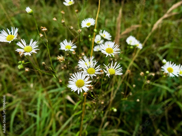 Obraz Лесные ромашки