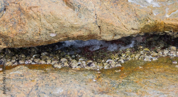 Fototapeta The rock has shells stuck to it, Koh Samet Island Rayong Thailand,