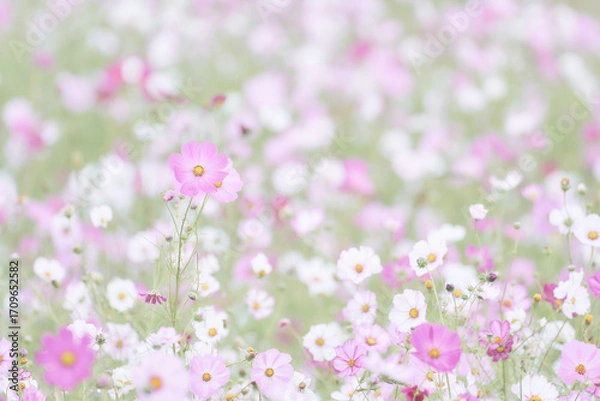 Obraz 彩度低めのパステル調一面のコスモス畑