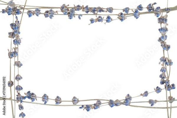 Fototapeta Lavender frame made with blue dried lavender branches on transparent background png