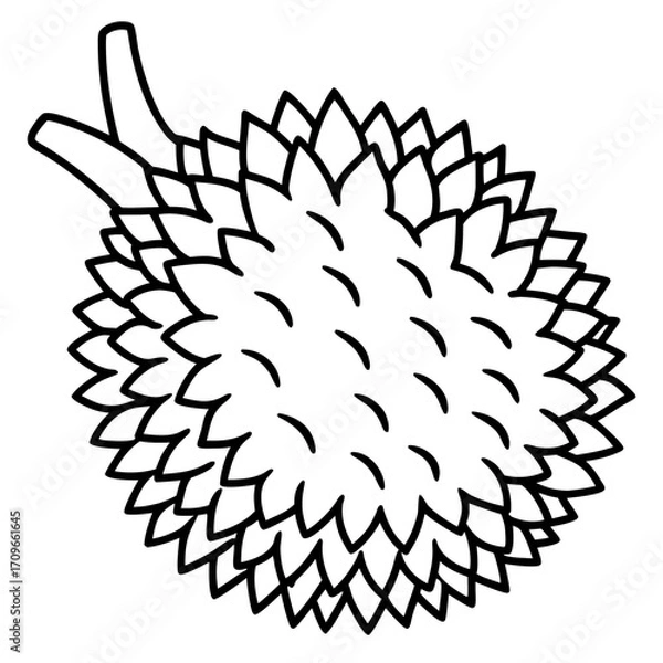 Fototapeta A detailed black line drawing silhouette of a durian fruit with a stem isolated on white background