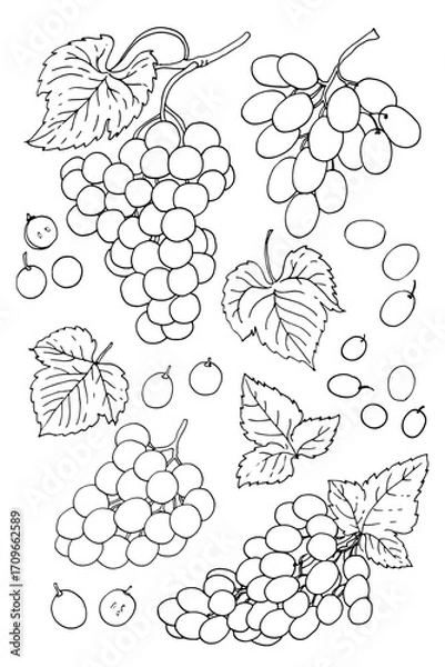 Fototapeta Grape Vine Vector Illustration – Botanical Drawing with Grapes and Leaves