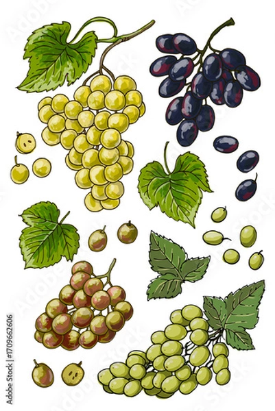 Fototapeta Colored Grape Vine Vector Illustration – Botanical Drawing with Grapes and Leaves