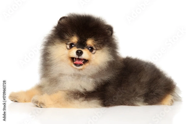 Fototapeta Funny fluffy Pomeranian puppy lying with open mouth and looking forward
