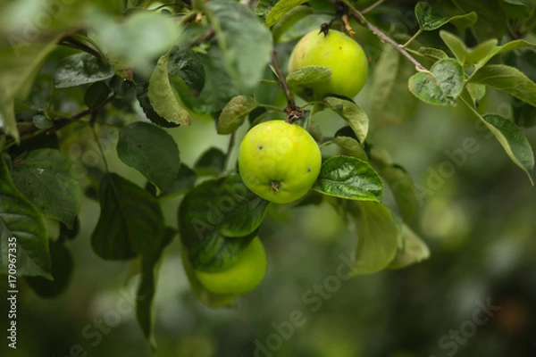 Fototapeta яблоки на яблоне 