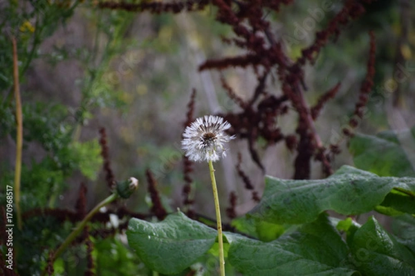 Obraz Dandelion ready to drop seeds
