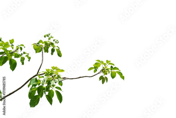 Obraz branch leaves or green leaf isolated. Tree Leaf Frame	