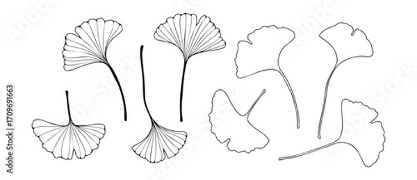 Fototapeta Ginkgo biloba outline sketch. Abstract botanical silhouettes of ginkgo tree leaves isolated on white background.