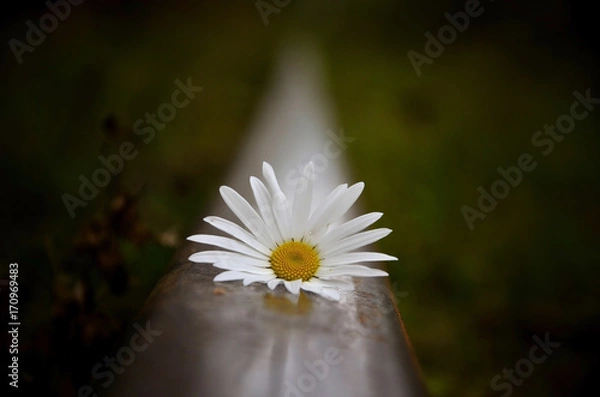 Fototapeta рамашка