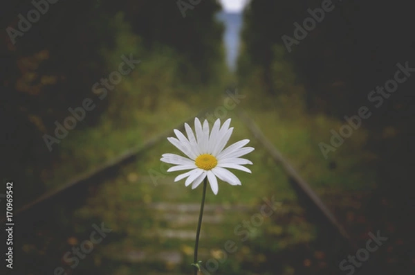 Obraz цветы рамашка