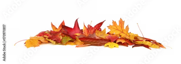 Fototapeta Opadłe liście jesienią