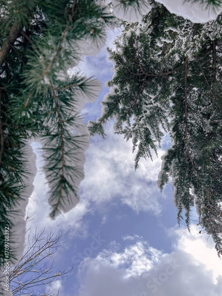 Fototapeta Looking Up Through Snowy Evergreen Trees to the Winter Sky