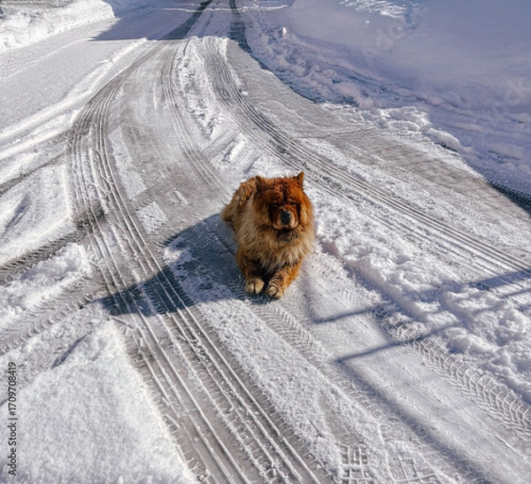 Fototapeta Fluffy Chow Chow Dog Relaxing on a Snowy Road in Winter