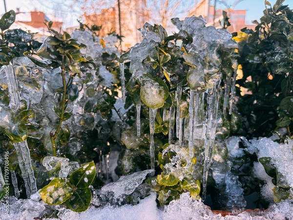 Fototapeta Green Bush Leaves Encased in Ice with Dripping Icicles in Winter