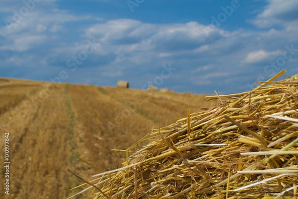 Fototapeta Weizenfeld
