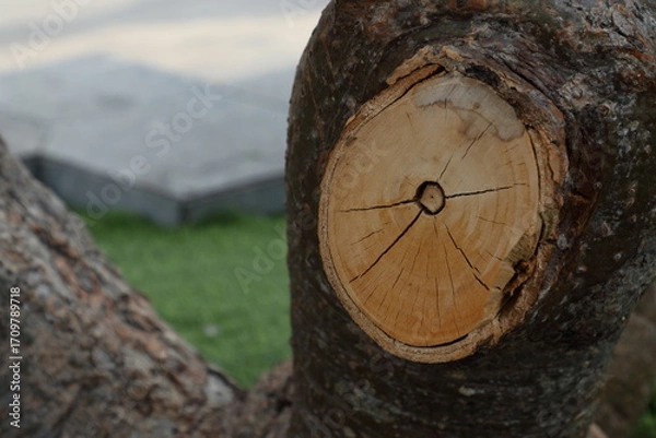 Obraz Yellow logs on a green background