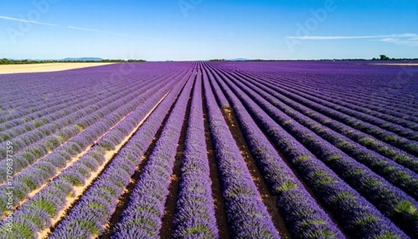 Fototapeta Aerial view of a lavender field in full bloom under a clear blue sky.