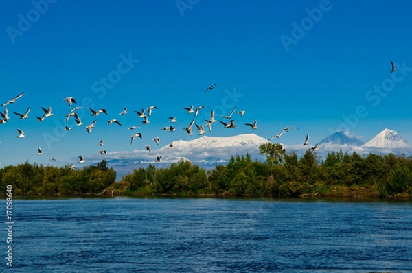 Obraz Möven über dem Kamtschatka Fluss