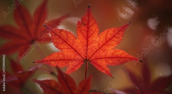 Obraz Red Maple Leaf Closeup Autumn Fall Foliage