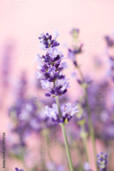 Obraz Lavender flowers.