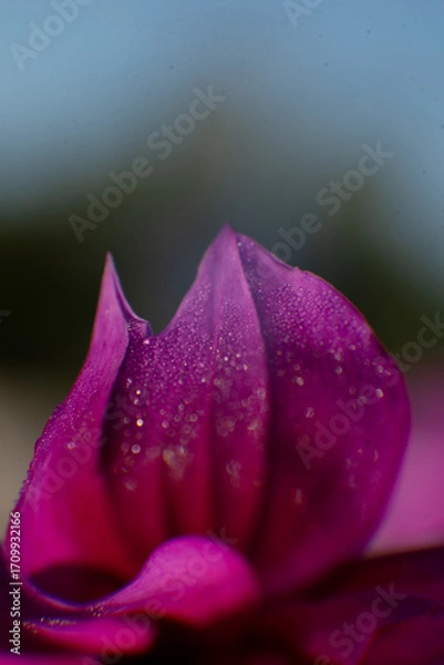 Obraz purple flower with water drops