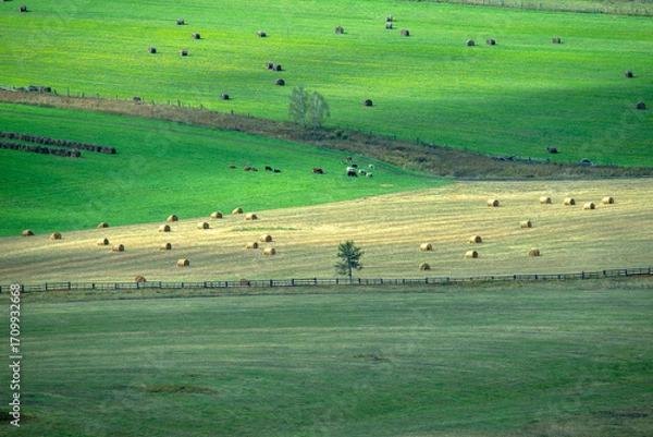 Obraz landscape with cows