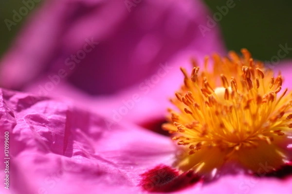 Obraz Pink Rockrose
