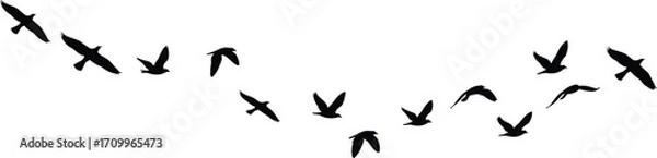 Fototapeta Flying birds in V formation silhouette, migrating flock illustration, wild geese vector artwork, nature wildlife clipart, black graphic design set