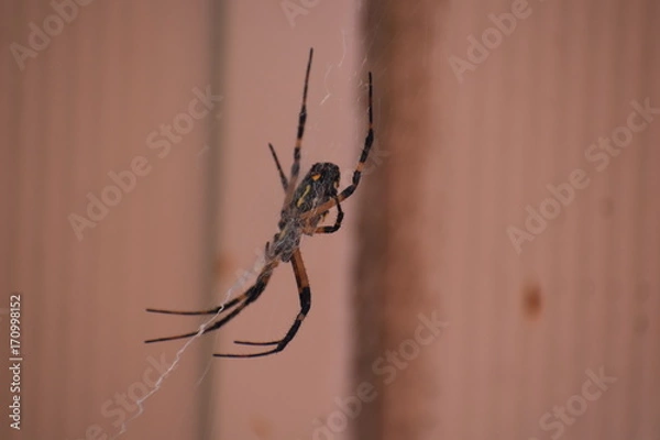 Fototapeta Garden Spider and Eggs