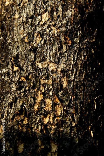 Obraz Closeup of rough brown tree bark texture in nature