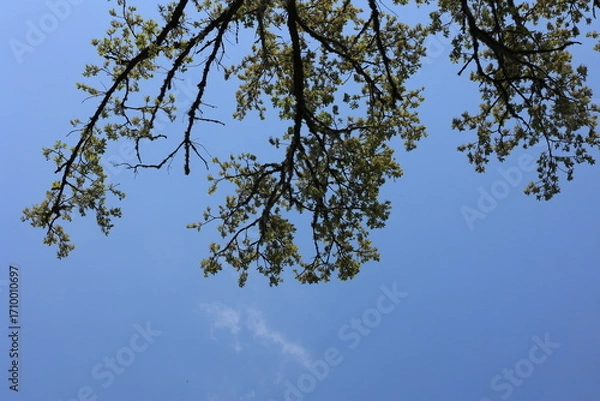 Obraz Nature Background with Sky and Tree Branches