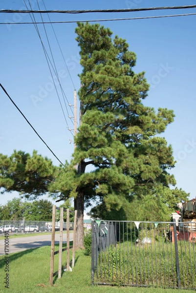 Fototapeta Tree cut around a powerline