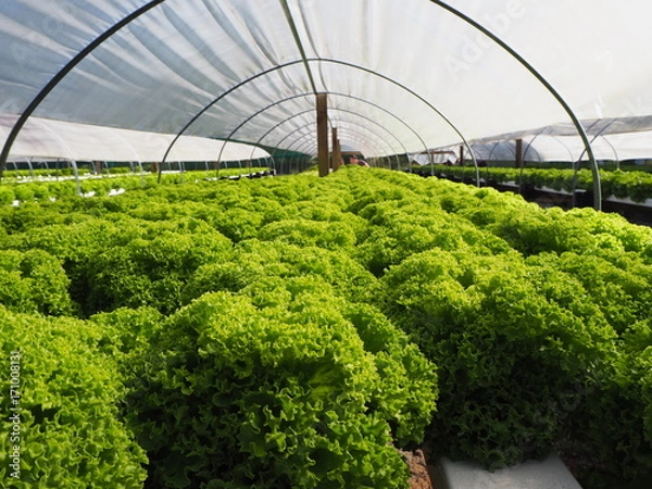 Obraz Hydrokultur Salat Anbau