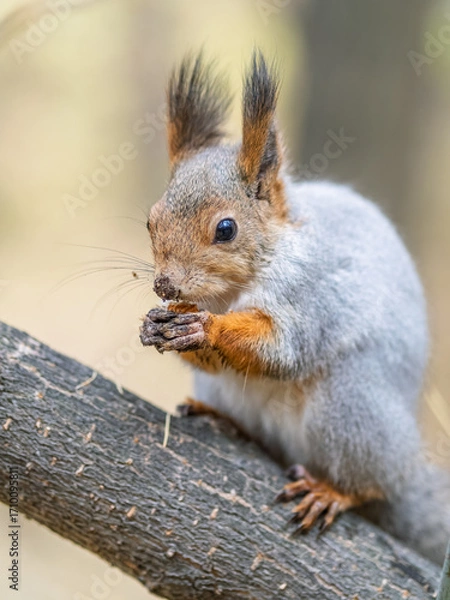 Fototapeta The squirrel with nut sits on tree in the autumn. Eurasian red squirrel, Sciurus vulgaris.